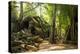 Ancient ruins of Ta Prohm, Angkor Nat'l Park, UNESCO World Heritage, Siem Reap, Cambodia-Logan Brown-Premier Image Canvas