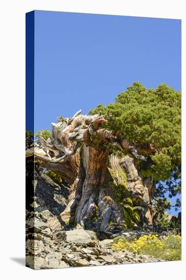 Ancient Sierra juniper, Lake Tahoe region, California-Howie Garber-Premier Image Canvas