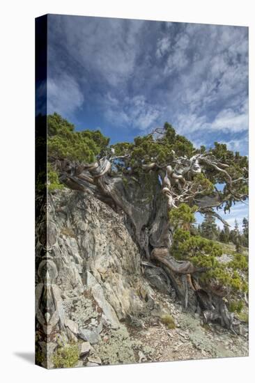 Ancient Sierra juniper, Lake Tahoe region, California-Howie Garber-Premier Image Canvas