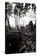 Ancient Ta Prohm IV-Erin Berzel-Premier Image Canvas