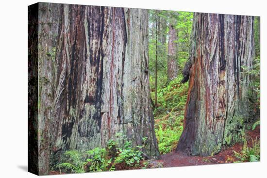 Ancient trees, Lady Bird Grove of the Redwood National Park.-Mallorie Ostrowitz-Premier Image Canvas