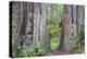 Ancient trees, Lady Bird Grove of the Redwood National Park.-Mallorie Ostrowitz-Premier Image Canvas