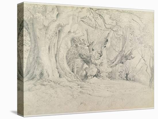 Ancient Trees, Lullingstone Park, 1828 (Graphite on Paper)-Samuel Palmer-Premier Image Canvas