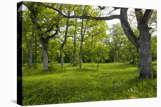 Ancient Wood Pasture, Estonia-Bob Gibbons-Premier Image Canvas