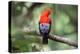 Andean cock-of-the-rock, Manu Biosphere Reserve, Peru-Nick Garbutt-Premier Image Canvas