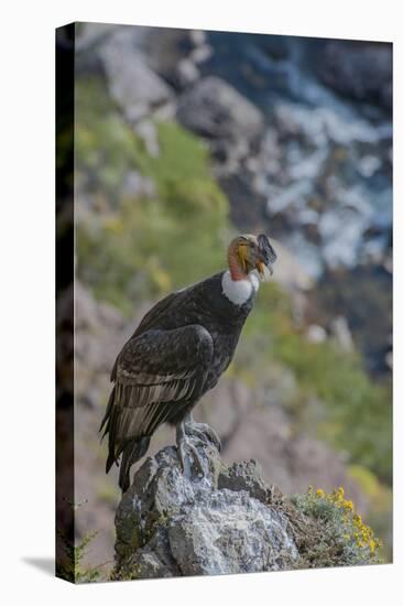 Andean condor adult male, Nirihuao Canyon, Coyhaique, Patagonia, Chile.-Jeff Foott-Premier Image Canvas