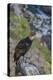 Andean condor adult male, Nirihuao Canyon, Coyhaique, Patagonia, Chile.-Jeff Foott-Premier Image Canvas