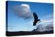 Andean Condor (Vultur Gryphus) Flying over Torres Del Paine National Park, Chilean Patagonia, Chile-G & M Therin-Weise-Premier Image Canvas