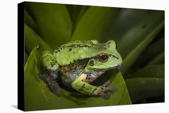 Andean Marsupial Tree Frog, Ecuador-Pete Oxford-Premier Image Canvas