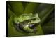 Andean Marsupial Tree Frog, Ecuador-Pete Oxford-Premier Image Canvas