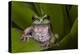 Andean Marsupial Tree Frog, Ecuador-Pete Oxford-Premier Image Canvas
