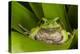 Andean Marsupial Tree Frog, Ecuador-Pete Oxford-Premier Image Canvas