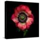 Anemone 3-Magda Indigo-Premier Image Canvas