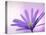 Anemone, Anemone Blanda, Bielefeld, Germany-Thorsten Milse-Premier Image Canvas