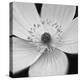 Anemone Centre-Assaf Frank-Stretched Canvas