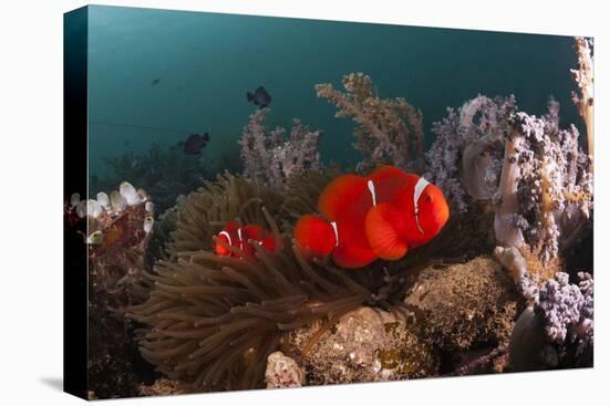 Anemone Fish in the Lockheed P-38 Lightning Fighter Aircraft Wreck, Marovo Lagoon, the Solomon Isla-Reinhard Dirscherl-Premier Image Canvas