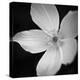 Anemone Floral-Assaf Frank-Stretched Canvas