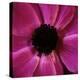 Anemone Flower (Anemone Sp.)-Cristina-Premier Image Canvas