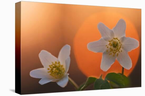 Anemone Flowers in Backlight-Thomas Ebelt-Premier Image Canvas