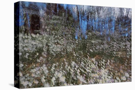 Anemone Forest-Heidi Westum-Premier Image Canvas