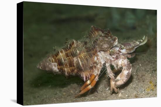 Anemone Hermit Crab Running across Sand in Green Light-Stocktrek Images-Premier Image Canvas