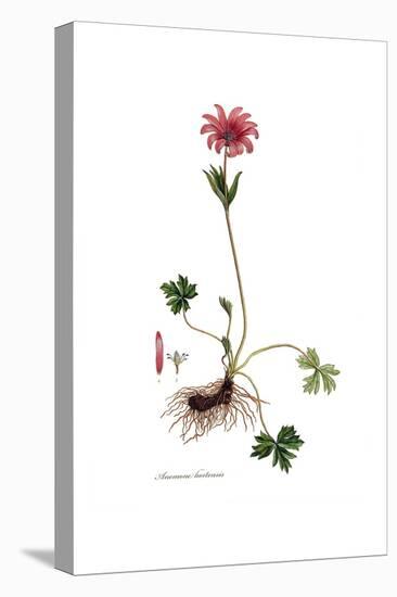 Anemone hortensis, Flora Graeca-Ferdinand Bauer-Premier Image Canvas