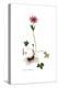 Anemone hortensis, Flora Graeca-Ferdinand Bauer-Premier Image Canvas