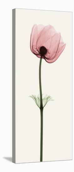 Anemone III-Steven N^ Meyers-Stretched Canvas