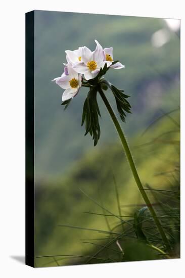 Anemone in Flower, Mount Cheget, Caucasus, Russia, June 2008-Schandy-Premier Image Canvas