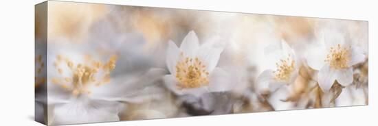 Anemone morning-Heidi Westum-Premier Image Canvas