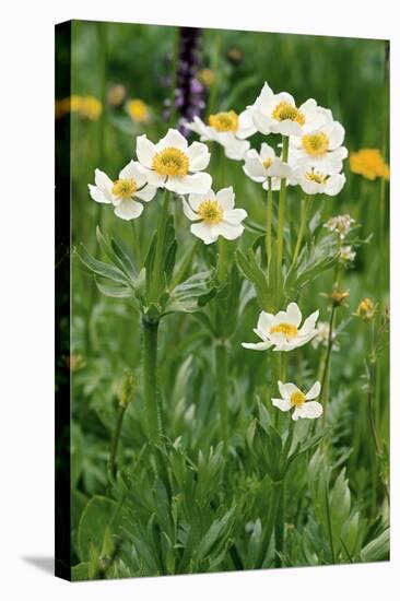 Anemone Narcissiflora-Bob Gibbons-Premier Image Canvas