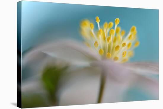 Anemone Nemorosa-Heidi Westum-Stretched Canvas