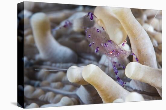 Anemone Shrimp (Periclimenes Holthuisi) in the Tentacles of its Host Anemome, Queensland, Australia-Louise Murray-Premier Image Canvas