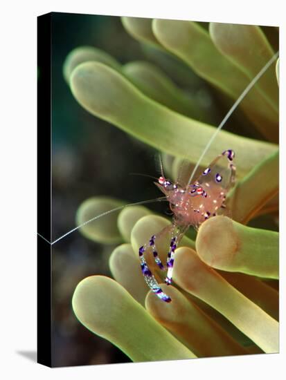 Anemone Shrimp (Periclimenes Holtuisi), Philippines, Southeast Asia, Asia-Lisa Collins-Premier Image Canvas