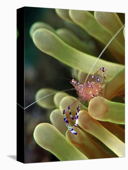 Anemone Shrimp (Periclimenes Holtuisi), Philippines, Southeast Asia, Asia-Lisa Collins-Premier Image Canvas