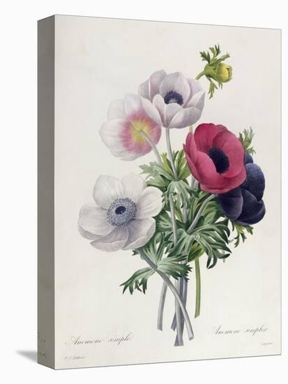 Anemone: Simple, from "Les Choix Des Plus Belles Fleurs"-Pierre-Joseph Redouté-Premier Image Canvas