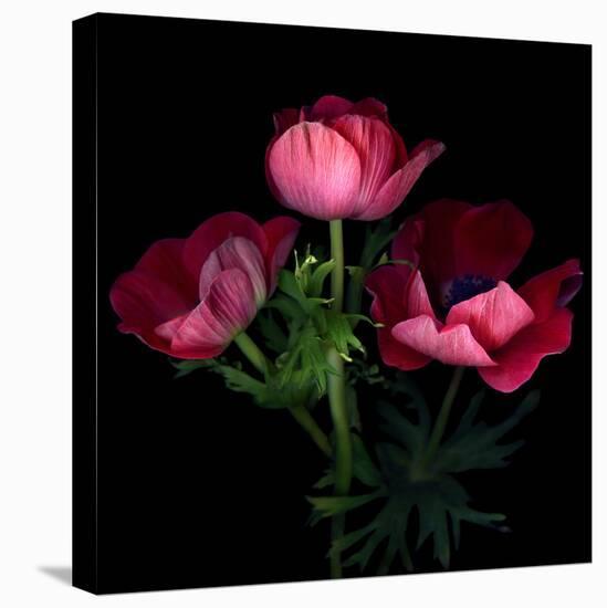 Anemone-Magda Indigo-Premier Image Canvas