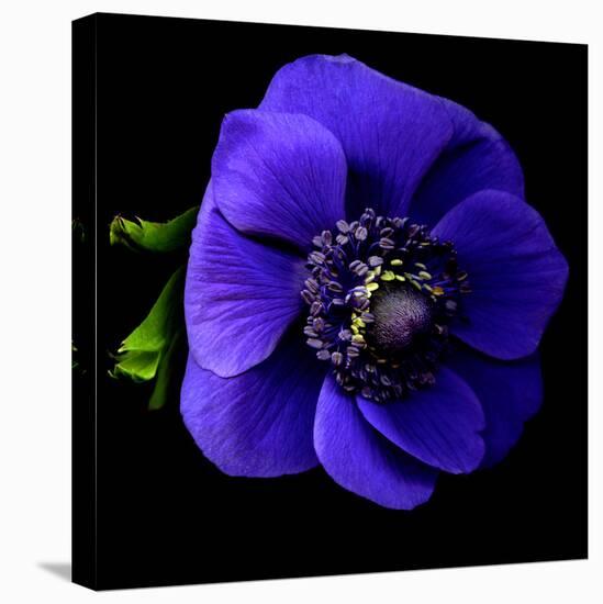 anemone-Magda Indigo-Premier Image Canvas