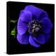 anemone-Magda Indigo-Premier Image Canvas