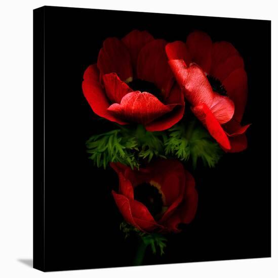 anemone-Magda Indigo-Premier Image Canvas