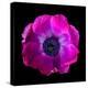 anemone-Magda Indigo-Premier Image Canvas