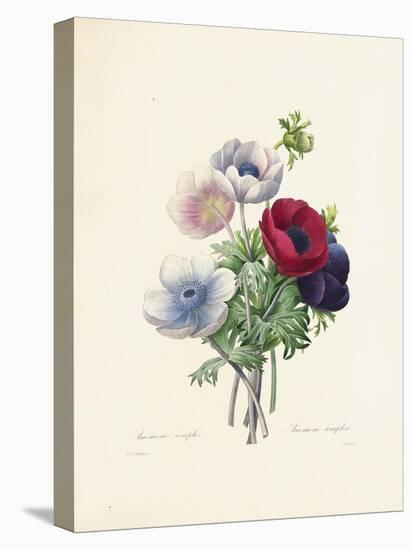 Anemone-Pierre-Joseph Redouté-Premier Image Canvas