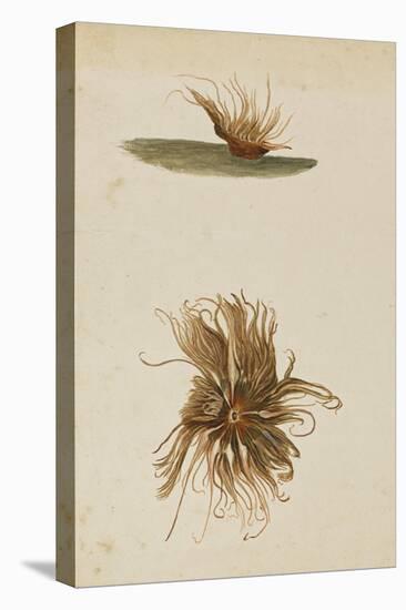 Anemone-Philip Henry Gosse-Premier Image Canvas