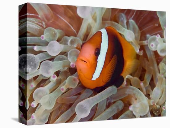 Anemonefish Among Poisonous Tentacles, Raja Ampat, Indonesia-null-Premier Image Canvas