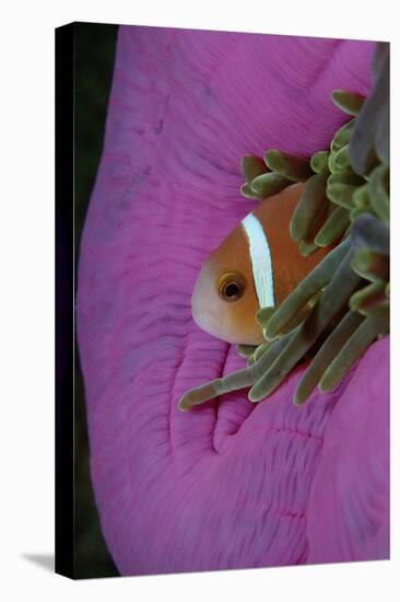 Anemonefish (Amphiprion Nigripes) in a Sea Anemone, Pacific Ocean.-Reinhard Dirscherl-Premier Image Canvas