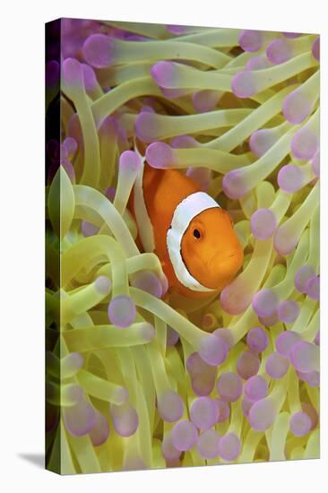 Anemonefish in Protective Anemone, Raja Ampat, Papua, Indonesia-Jaynes Gallery-Premier Image Canvas