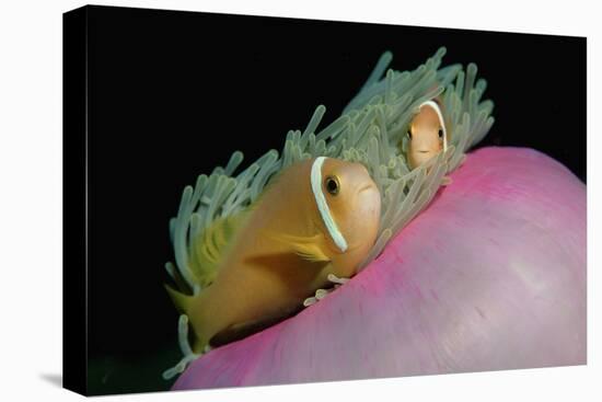 Anemonefishes (Amphiprion Nigripes) in a Sea Anemone, Pacific Ocean.-Reinhard Dirscherl-Premier Image Canvas