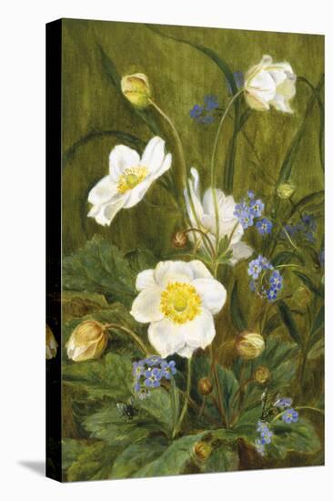 Anemones and Forget-Me-Nots-Maria Krabbe-Premier Image Canvas