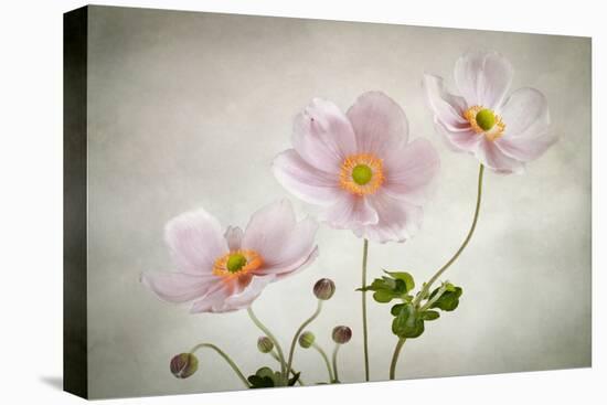 Anemones-Mandy Disher-Premier Image Canvas