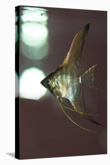 Angel Fish XI-Gordon Semmens-Premier Image Canvas